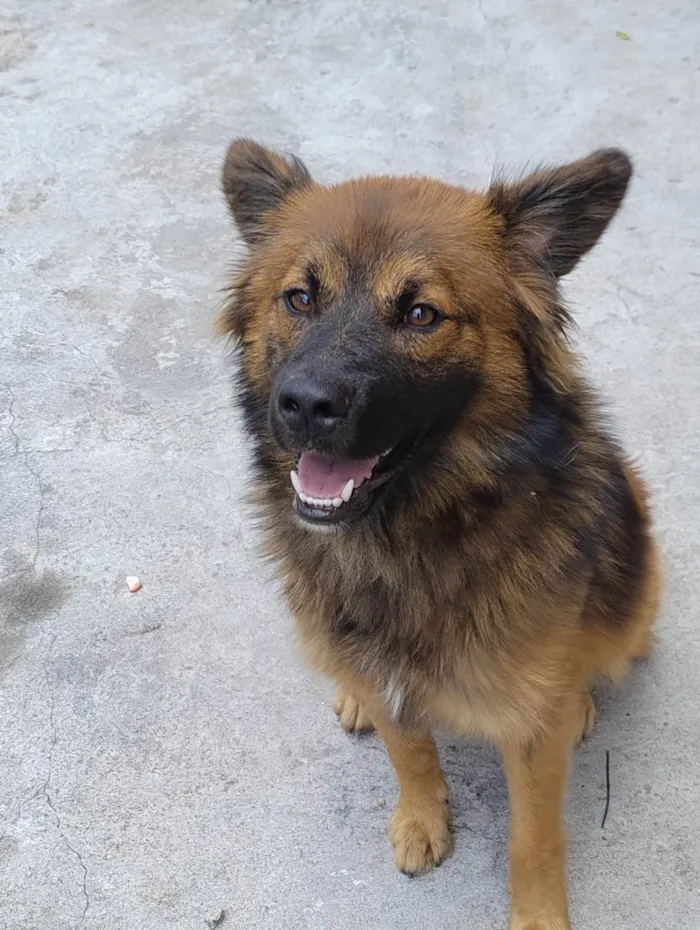 Cachorro ra a SRD-ViraLata idade 7 a 11 meses nome Sem nome 