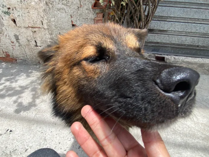 Cachorro ra a SRD-ViraLata idade 7 a 11 meses nome Sem nome 