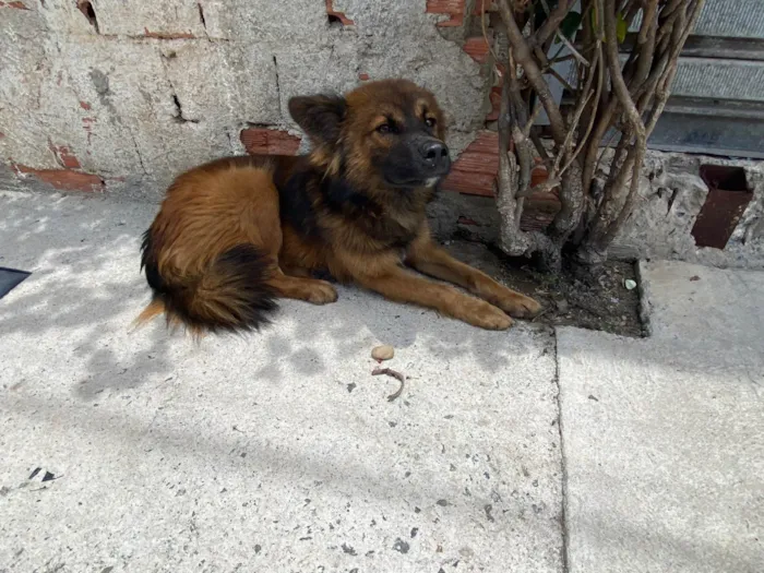 Cachorro ra a SRD-ViraLata idade 7 a 11 meses nome Sem nome 