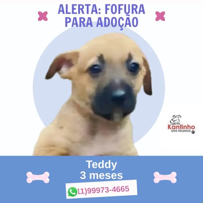 Cachorro ra a SRD-ViraLata idade 2 a 6 meses nome Teddy