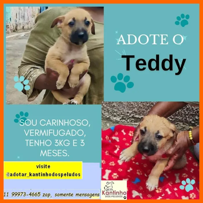 Cachorro ra a SRD-ViraLata idade 2 a 6 meses nome Teddy