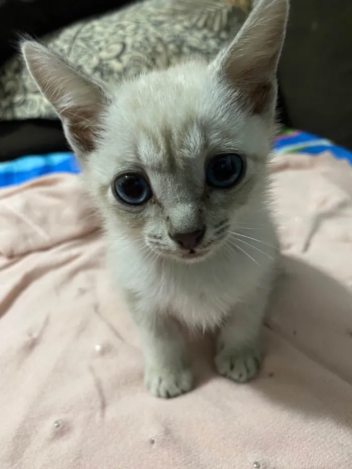 Gato ra a Siamês idade Abaixo de 2 meses nome Sem nome 