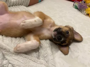 Cachorro raça SRD-ViraLata idade 2 a 6 meses nome Nina