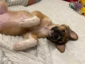 Cachorro raça SRD-ViraLata idade 2 a 6 meses nome Nina