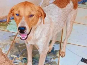 Cachorro raça SRD-ViraLata idade 1 ano nome Mel