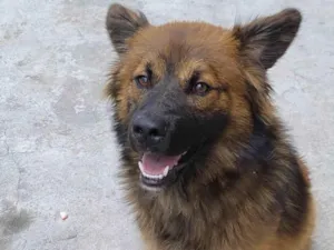 Cachorro raça SRD-ViraLata idade 7 a 11 meses nome Sem nome 