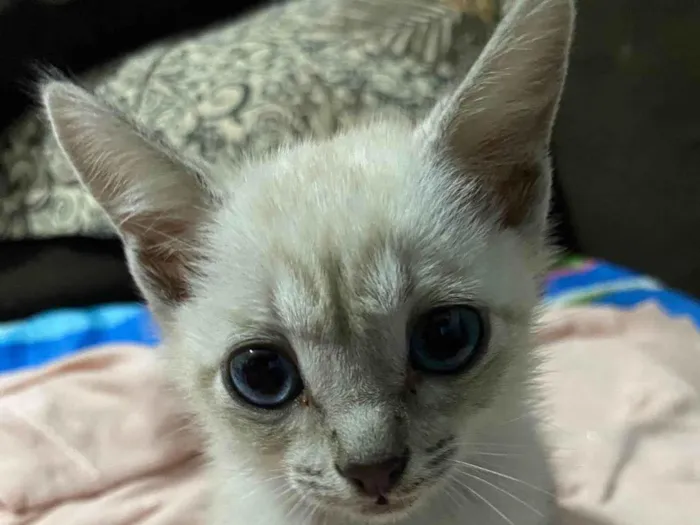 Gato ra a Siamês idade Abaixo de 2 meses nome Sem nome 