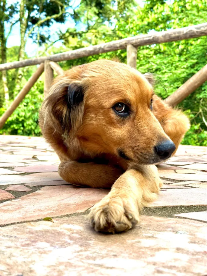 Cachorro ra a SRD-ViraLata idade 5 anos nome Pemba (Invencível) 