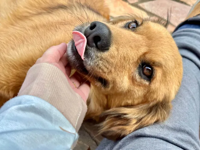 Cachorro ra a SRD-ViraLata idade 5 anos nome Pemba (Invencível) 