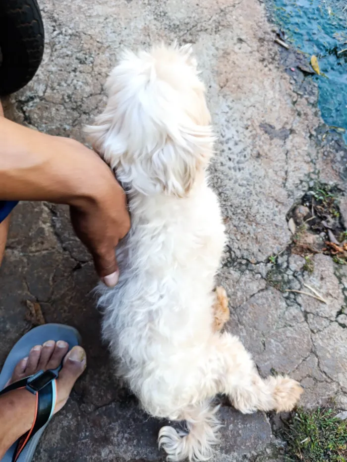 Cachorro ra a Lhasa Apso idade 2 anos nome Não sei