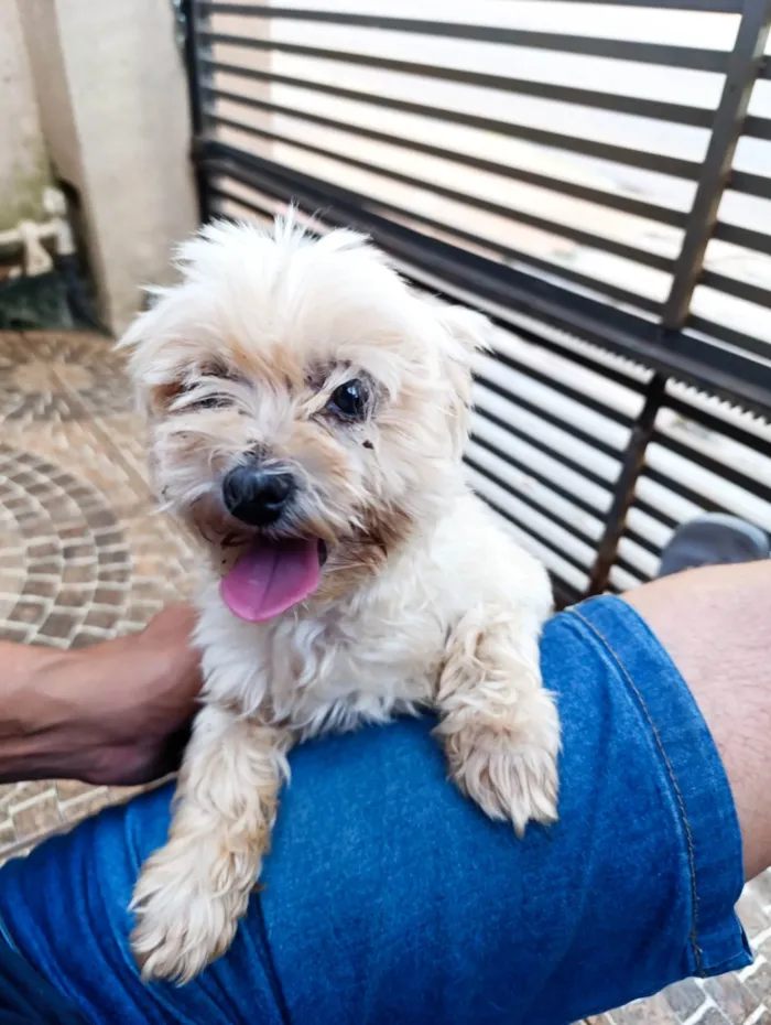 Cachorro ra a Lhasa Apso idade 2 anos nome Não sei