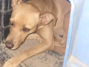 Cachorro raça SRD-ViraLata idade 2 anos nome Camila 