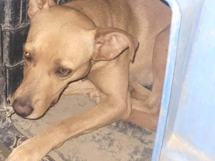 Cachorro ra a SRD-ViraLata idade 2 anos nome Camila 