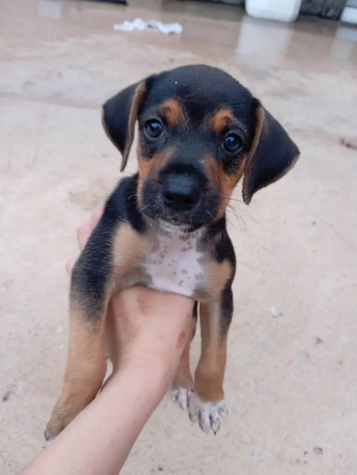 Cachorro ra a SRD-ViraLata idade Abaixo de 2 meses nome filhotes