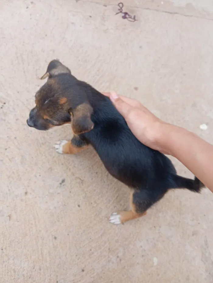 Cachorro ra a SRD-ViraLata idade Abaixo de 2 meses nome filhotes