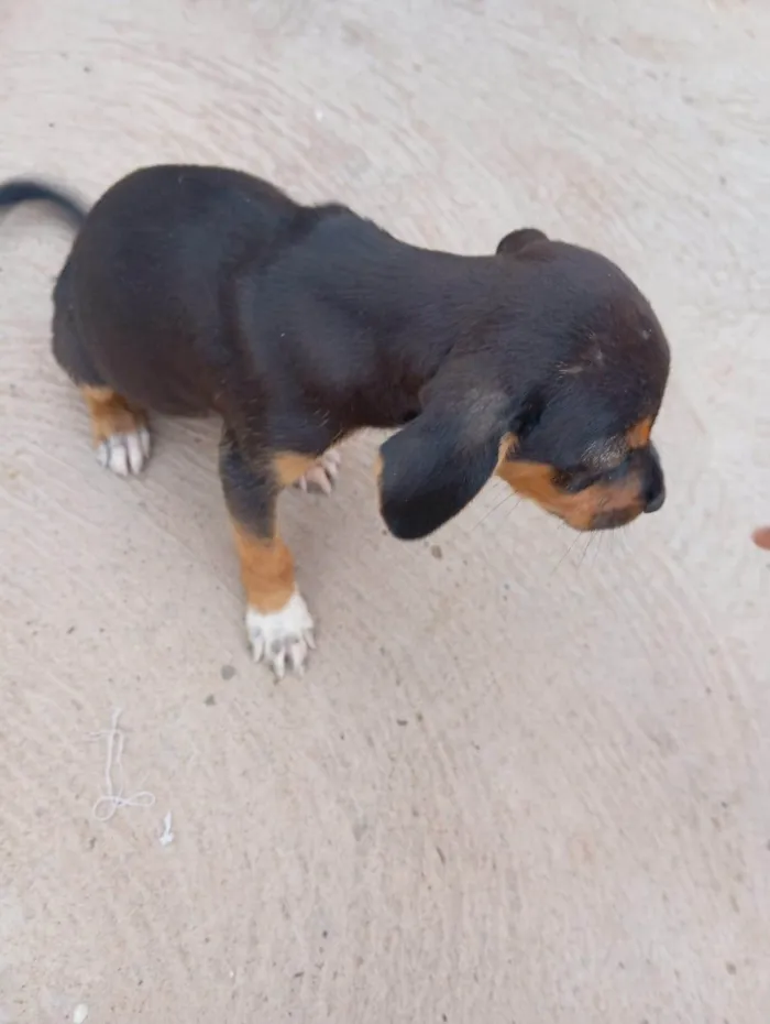 Cachorro ra a SRD-ViraLata idade Abaixo de 2 meses nome filhotes