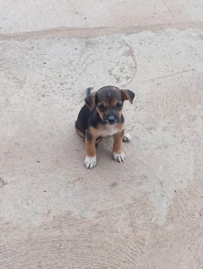 Cachorro ra a SRD-ViraLata idade Abaixo de 2 meses nome filhotes