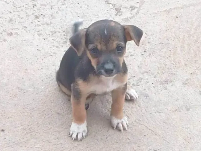 Cachorro ra a SRD-ViraLata idade Abaixo de 2 meses nome filhotes