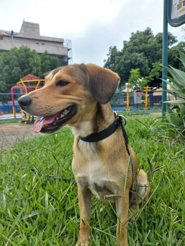 Cachorro ra a SRD-ViraLata idade 1 ano nome Marley 