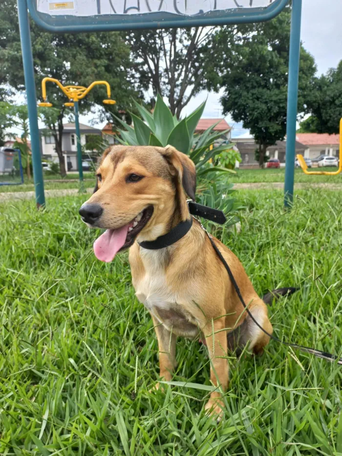 Cachorro ra a SRD-ViraLata idade 1 ano nome Marley 