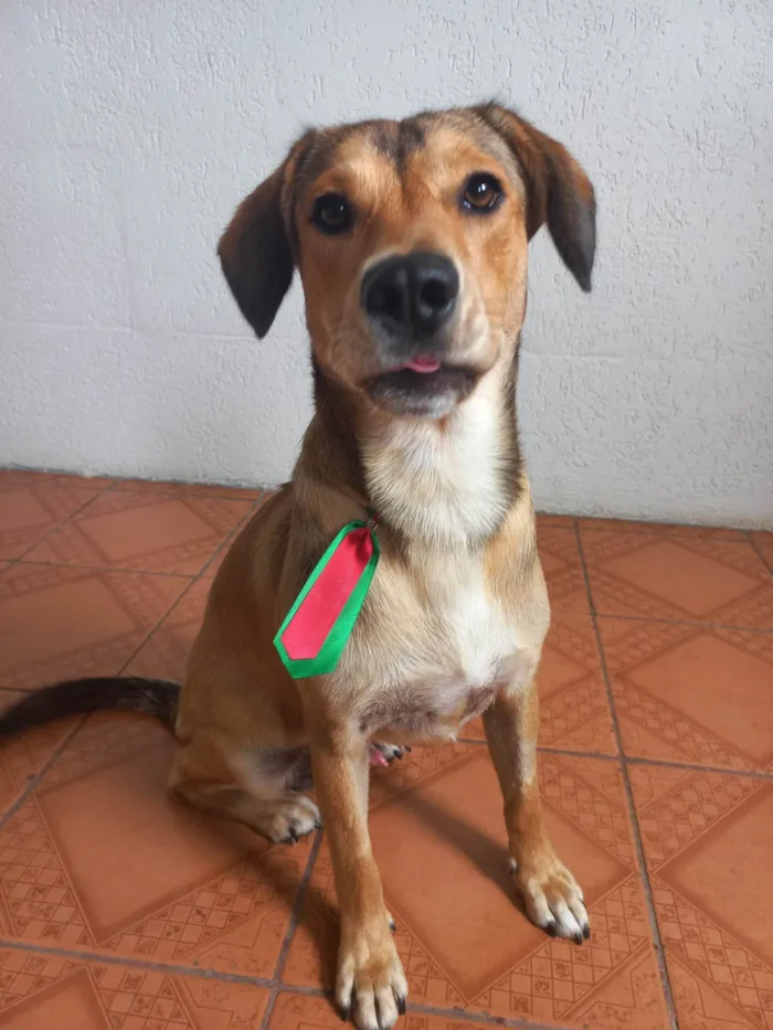 Cachorro ra a SRD-ViraLata idade 1 ano nome Marley 