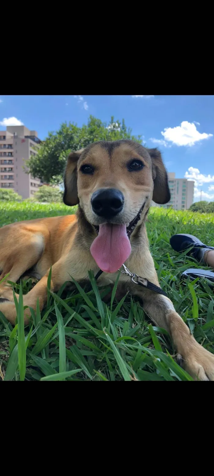 Cachorro ra a SRD-ViraLata idade 1 ano nome Marley 