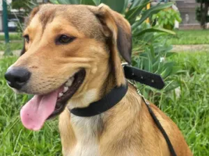 Cachorro raça SRD-ViraLata idade 1 ano nome Marley 