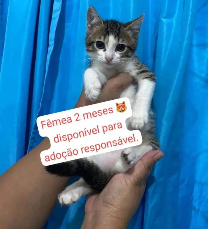 Gato ra a SRD-ViraLata idade 2 a 6 meses nome Filhotinha 1