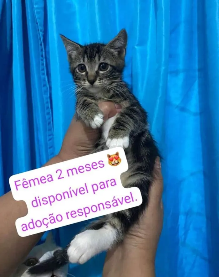 Gato ra a SRD-ViraLata idade 2 a 6 meses nome Filhotinha 2