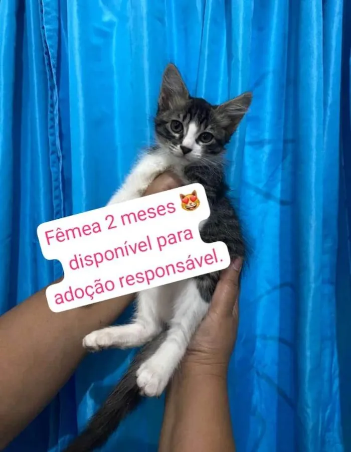 Gato ra a SRD-ViraLata idade 2 a 6 meses nome Filhotinha 3