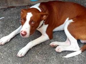 Cachorro raça SRD-ViraLata idade 7 a 11 meses nome Guy