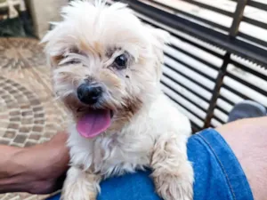 Cachorro raça Lhasa Apso idade 2 anos nome Não sei