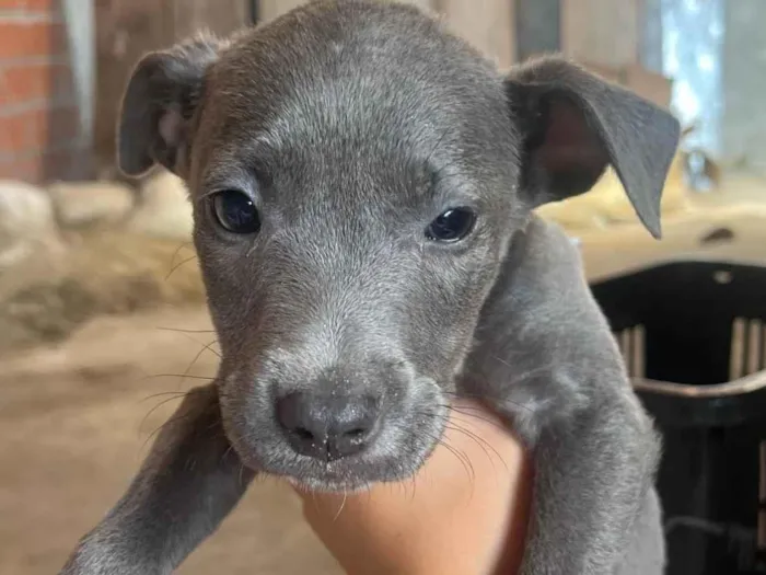 Cachorro ra a SRD-ViraLata idade 2 a 6 meses nome Sem nomes