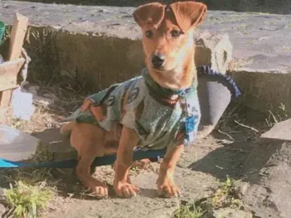 Cachorro raça SRD-ViraLata idade 1 ano nome Luke 