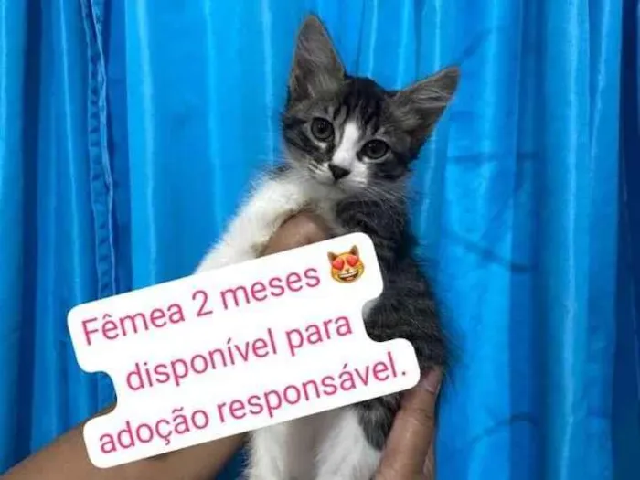 Gato ra a SRD-ViraLata idade 2 a 6 meses nome Filhotinha 3