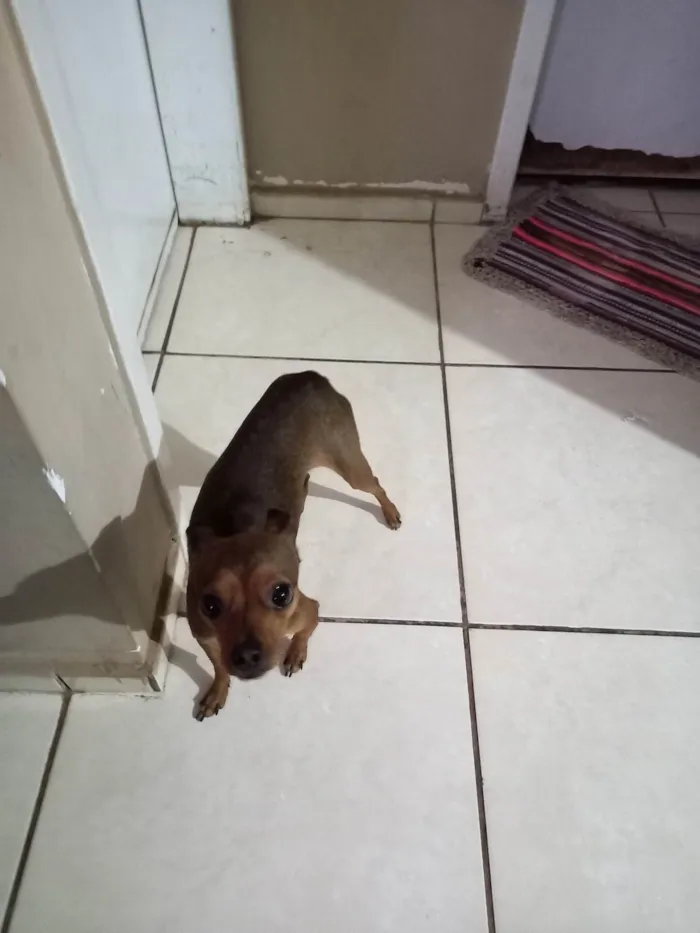 Cachorro ra a Pinscher idade 1 ano nome Ravi