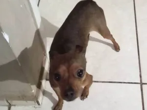 Cachorro raça Pinscher idade 1 ano nome Ravi