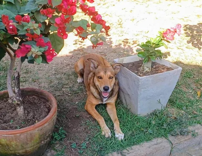 Cachorro ra a SRD-ViraLata idade 4 anos nome Marley 