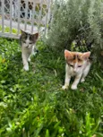 Kit e Anjinho