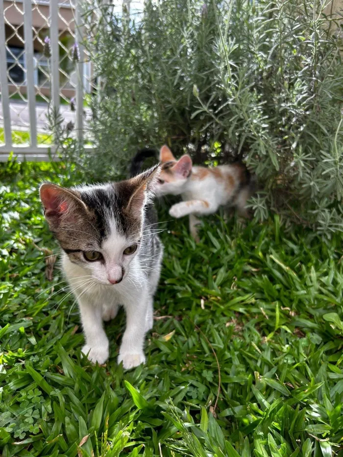 Gato ra a SRD-ViraLata idade 2 a 6 meses nome Kit e Anjinho 