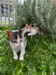 Kit e Anjinho