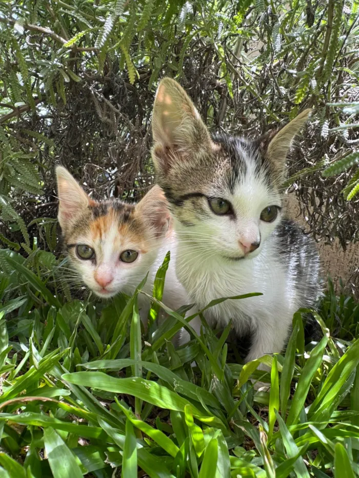 Gato ra a SRD-ViraLata idade 2 a 6 meses nome Kit e Anjinho 