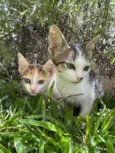 Kit e Anjinho