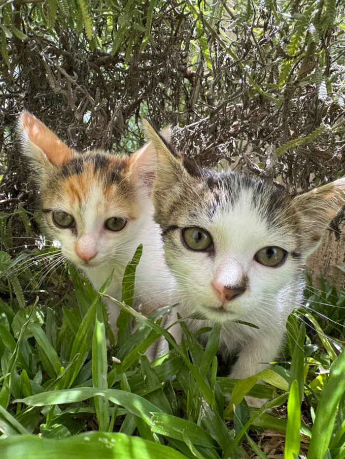 Gato ra a SRD-ViraLata idade 2 a 6 meses nome Kit e Anjinho 