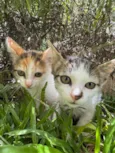 Kit e Anjinho