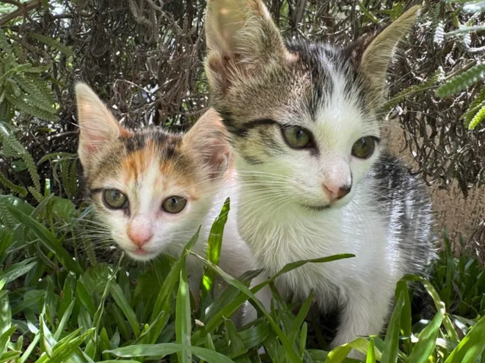 Gato ra a SRD-ViraLata idade 2 a 6 meses nome Kit e Anjinho 