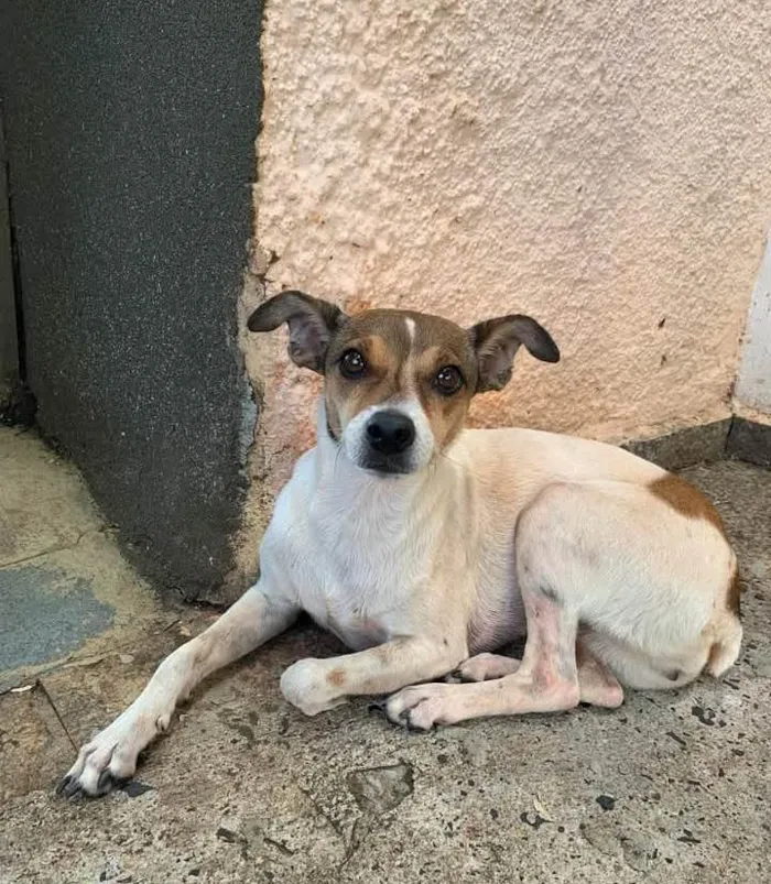 Cachorro ra a SRD-ViraLata idade 3 anos nome Toquinho 