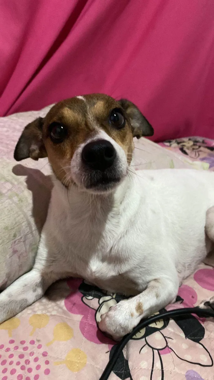 Cachorro ra a SRD-ViraLata idade 3 anos nome Toquinho 