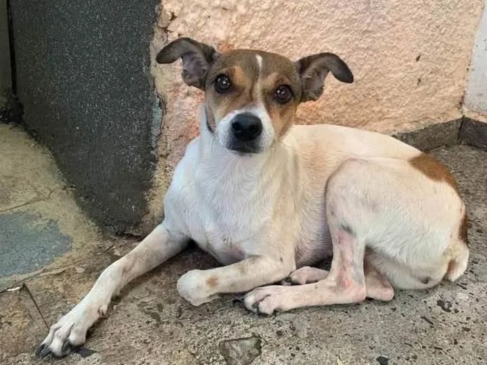 Cachorro ra a SRD-ViraLata idade 3 anos nome Toquinho 