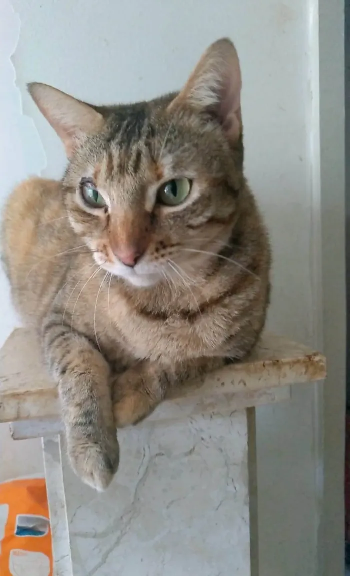 Gato ra a SRD-ViraLata idade 5 anos nome Maya